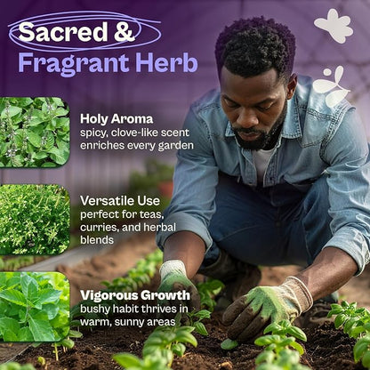 SVI 900 Holy Basil Seeds (Ocimum Sanctum) – Sacred Krishna Tulsi Seed Packets, Fragrant, Edible Basil – Non GMO Heirloom Herb Seeds for Outdoor & Indoor Herb Garden