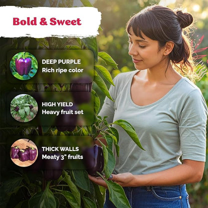 KVITER 75 Purple Beauty Sweet Pepper Seeds (Capsicum Annuum) - Purple Beauty Bell Pepper, High Yield, Mild Flavor, Heirloom Seed - Vegetable Seeds in Seed Packets for Outdoor Gardens, Containers