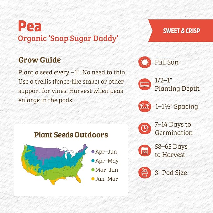 Back to The Roots 100% Organic Seed Packet - Pea 'Snap Sugar Daddy' 8.4g