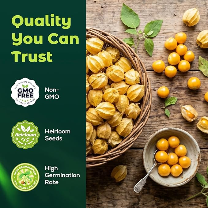 750 Heirloom Aunt Molly Ground Cherry Seeds for Planting – Sweet Husk Cherry, Pineapple-Like Flavor, High Germination, Ideal for Home Garden & Container