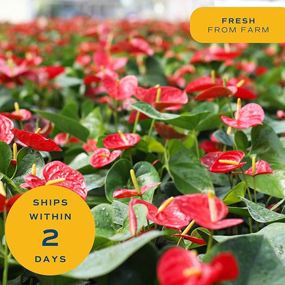 Costa Farms Anthurium, Flamingo Flower Live Plant in Decorative Pot, Air Purifying Flowering Indoor Houseplant, Home, Room, or Office Decor, House Warming or Birthday Gift, 10-14 Inches Tall