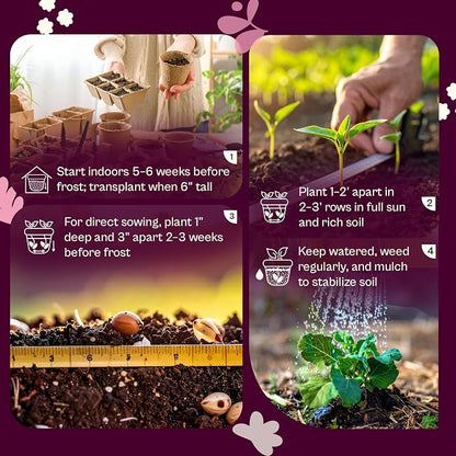 SVI 1000 Waltham Broccoli Seeds (Brassica oleracea) – Waltham 29 Broccoli Seed Packets, Brassica Seed – Cool Season Heirloom Vegetable Seeds for Outdoors, Vegetable Garden