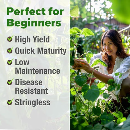 HOME GROWN Contender Bush Seeds - 56 𝗡𝗢𝗡-𝗚𝗠𝗢 𝗨𝗦𝗔-𝗦?𝗨𝗥𝗖𝗘𝗗, Heirloom Green Beans for Planting - Emergency Food Supply (Phaseolus vulgaris)