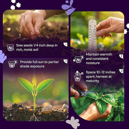 SVI 350 Green Shiso Seeds (Perilla frutescens) – Japanese Shiso Perilla Seed Packets, Aromatic Leaves – Japanese Heirloom Herb Seeds Outdoors & Indoor Herb Garden