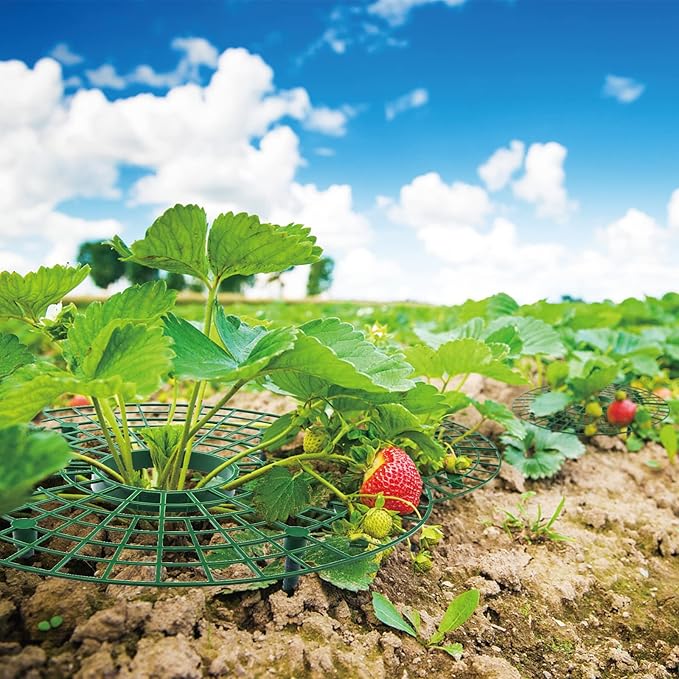 12 Pack Strawberry Supports, strawberry holder plants live for planting,Strawberry Growing Frame,Strawberry Trellis for Keeping Fruit Elevated to Avoid Ground Rot (green-12 pack)