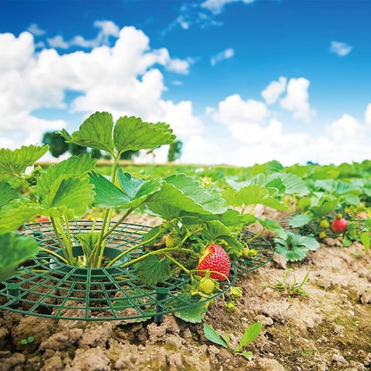 6 Pack Strawberry Supports,strawberry holder plants live for planting,Strawberry Growing Frame,Strawberry Trellis for Keeping Fruit Elevated to Avoid Ground Rot (green-6 pack)