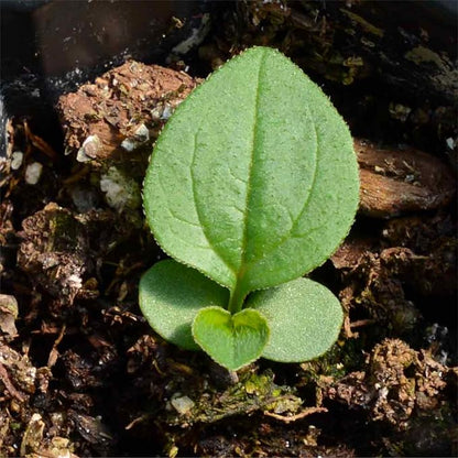 Seed Needs White Swan Coneflower Seeds to Plant Echinacea Flowers 2 Packs