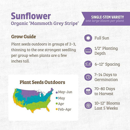 Back to The Roots 100% Organic Heirloom Seeds - Mammoth Giant Sunflower Value Pack (4.8g)
