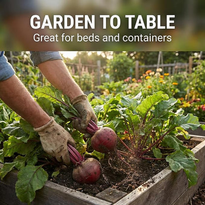 250 Detroit Dark Red Beet Seeds for Planting - Heirloom | Non-GMO | USA Grown - Deep Uniform Red Flesh - Classic Beet for Roasting, Canning, and Pickling by RDR Seeds