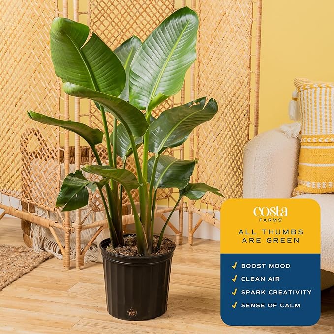 Costa Farms White Bird of Paradise Live Plant in Plastic Pot, Large Indoor Houseplant, Perfect for Home, Room, or Office Decor, Great House Warming or Birthday Gift, 3-4 Feet Tall