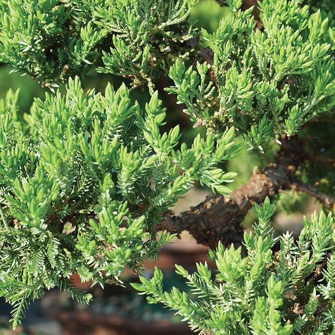 Brussel's Bonsai - Live Green Mound Juniper Bonsai Tree with Rock Pot and Bonsai Tray, Outdoor Bonsai Tree Live Plant, 5 Years Old, 6-10 Inches Tall, Easy Care Bonsai for Patio Garden (Medium)
