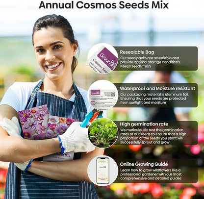 Groundio 7 Varieties Cosmos Seeds Mix, 1 Ounce Over 5000+ Crazy Blend Cosmo Flowers Seed for Planting, Open Pollinated, Non-GMO, Heirloom (Daydream, Gloria, Picotee, Purity, Radiance, Pinkie, Sulphur)