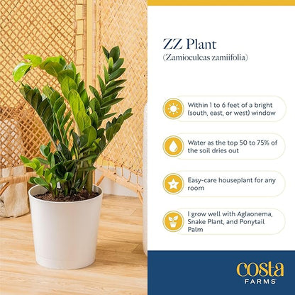 Costa Farms ZZ Live Plant in Decorative Pot, Easy to Maintain, Air Purifying Indoor Houseplant, Perfect for Home, Room, or Office Decor, Great House Warming or Birthday Gift, 12-20 Inches Tall