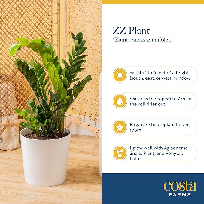 Costa Farms ZZ Live Plant in Decorative Pot, Easy to Maintain, Large Air Purifying Indoor Houseplant, Perfect for Home, Room, or Office Decor, Great House Warming or Birthday Gift, 2-3 Feet Tall
