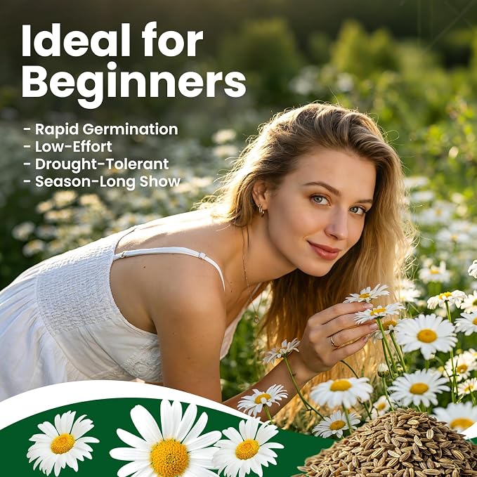 2300+ German Chamomile Seed Pack, Perennial Seeds for Planting, Herb Seed to Plant, Easy to Grow, High Germination, for Home Garden Indoor Outdoor
