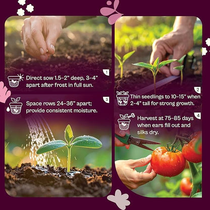 SVI 100 Golden 8 Bantam Corn Seeds (Zea mays) – Yellow Sweet Corn Seed Packets, Early Maturing Maiz – Non GMO Heirloom Vegetable Seeds for Outdoors, Vegetable Garden Rows