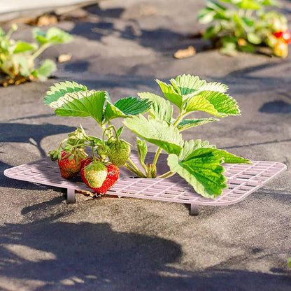 IUIBMI 10 Pack Strawberry Supports Strawberry Holder Strawberry Growing Frame Strawberry Plant Support Strawberry Growing Racks Strawberry Plant Protectors Stand with 4 Sturdy Legs for Garden