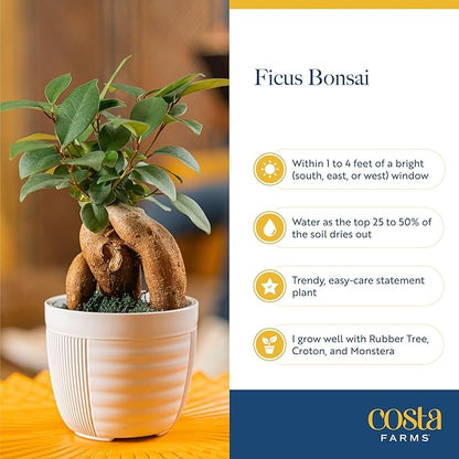 Costa Farms Bonsai Miniature Tree Live Plant in Decorative Pot, Easy Indoor Houseplant, Assorted Variety, Zen Home, Room, or Office Decor, House Warming or Birthday Gift, 12-15 Inches Tall