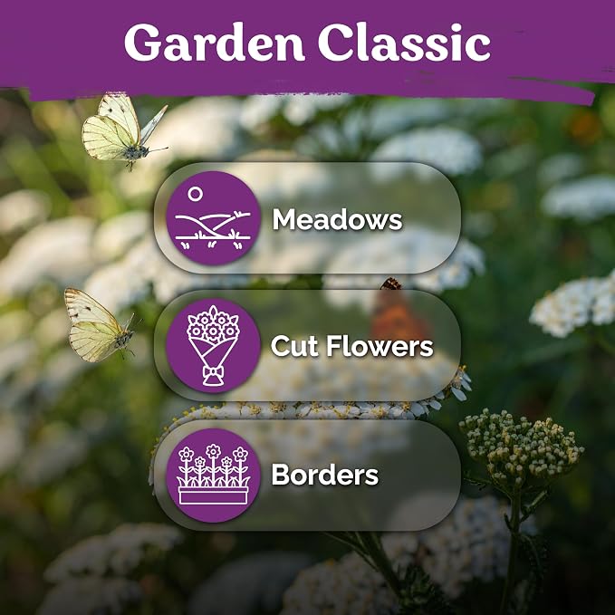 KVITER 7000 White Yarrow Seeds for Planting (Achillea Millefolium) — Perennial Flower Seeds to Plant Outside, Heirloom — Native Wildflower Seed for Herb Garden, Beds, Containers & Meadows
