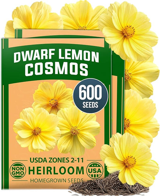 HOME GROWN Dwarf Lemon Cosmos Seeds | 600 Non-GMO Open-Pollinated Seeds (2 Packs, 300 Each) | Compact Yellow Annual Flower Seeds, Blooms in 50–60 Days, USDA Zones 2–11