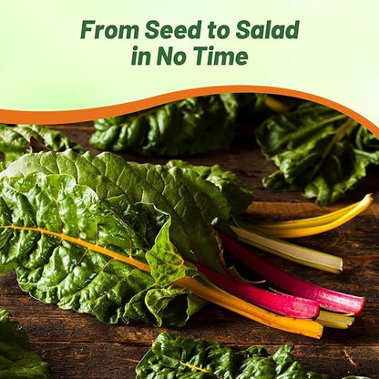 Outsidepride Mix Swiss Chard Seeds for Planting Vegetables & Microgreens - 2000 Pcs Vibrant, Tasty & Highly Nutritious Biennial Vegetable Seeds for Garden Beds, Borders, & Containers
