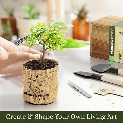 Planter's Choice Bonsai Tree Starter Kit - Birthday Gifts for Women, Men, Adults - Indoor Live House Plants - DIY Adults Craft Kits - Unique Hobby Gift Gardening Lovers - Gift Ideas Mom, Her, Friend