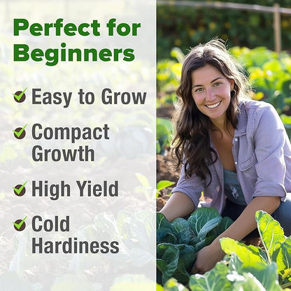 HOME GROWN Non GMO Collard Green Seeds - 300 Seeds for Fall Planting - High Germination Heirloom Vegetable Seeds, Vates Collard Greens Seed Pack (Brassica oleracea)