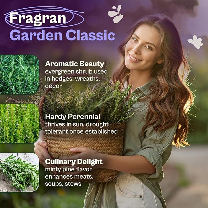SVI 150 Rosemary Seeds for Planting (Rosmarinus officinalis) – Aromatic Herbs, Harvest for Fresh or Dried Rosemary Leaves – Heirloom Herb Seeds for Outdoor & Indoor Garden, Containers