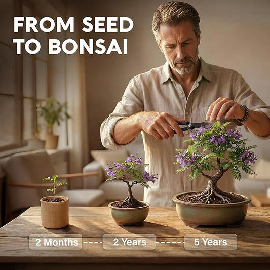 Avergo Bonsai Starter Kit – Growing Jacaranda Bonzai Tree | Complete Indoor Tree Kit for Growing Plants with Tools & Planter – Gardening Gifts for Mother, Women & Men