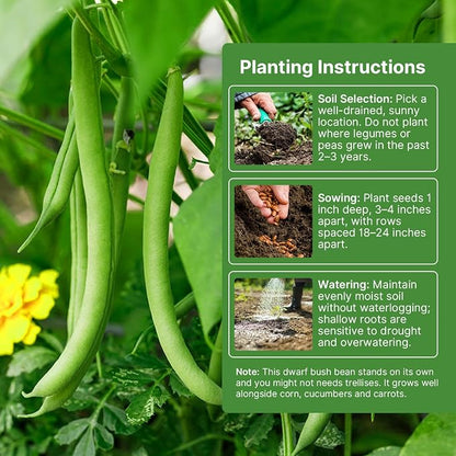 Groundio 30+ Contender Bush Green Bean Seeds, Early-Maturing, Stringless, High-Yield Bush Beans | Non-GMO | Heirloom(Phaseolus Vulgaris)