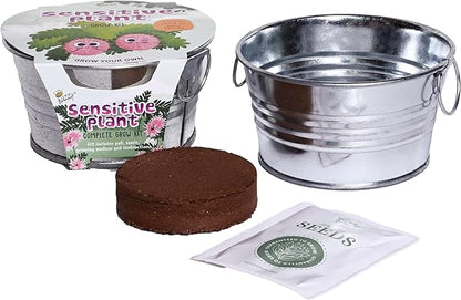 BUZZY Seeds Sensitive Plant Grow Kit – Mini Basin Touch Reactive Plant Starter Set with Moving Leaves, Indoor Gardening Gift and DIY Home Project