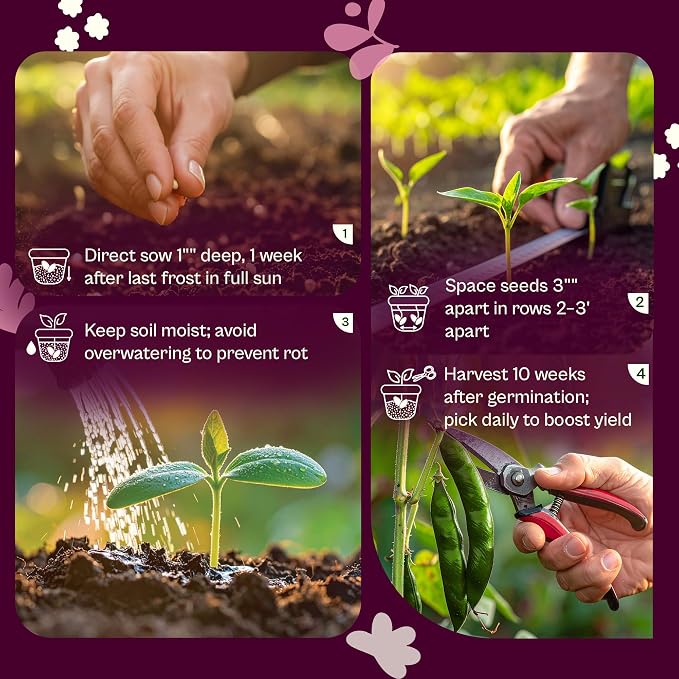 SVI 50 Kentucky Wonder Bush Bean Seeds (Phaseolus vulgaris) – Green Beans Seed Packets, Pole Beans – Heirloom Vegetable Seeds for Outdoor, Vegetable Garden, Containers