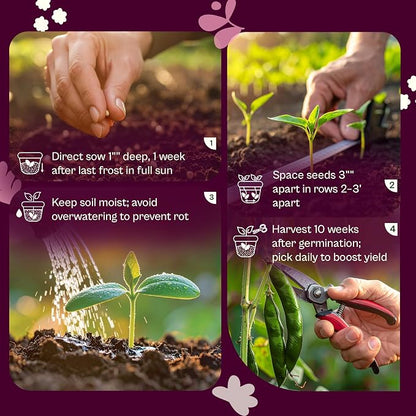 SVI 50 Kentucky Wonder Bush Bean Seeds (Phaseolus vulgaris) – Green Beans Seed Packets, Pole Beans – Heirloom Vegetable Seeds for Outdoor, Vegetable Garden, Containers