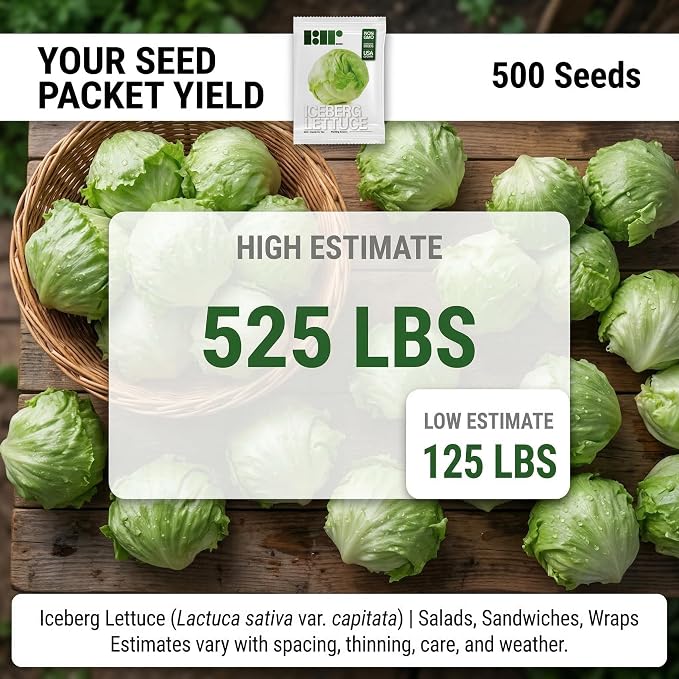 500 Iceberg Lettuce Seeds for planting - Heirloom Non-GMO USA Grown Premium Vegetable Seeds for Planting Home Garden - Crisphead Heading Lettuce Lactuca Sativa by RDR Seeds