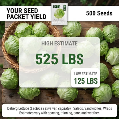500 Iceberg Lettuce Seeds for planting - Heirloom Non-GMO USA Grown Premium Vegetable Seeds for Planting Home Garden - Crisphead Heading Lettuce Lactuca Sativa by RDR Seeds