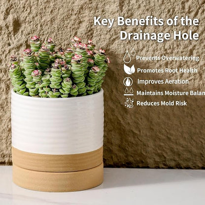 HASENSE Small Plant Pot, 4.6 Inch Ceramic Succulent Flower Pots with Drainage Hole and Tray, White Indoor Planter Pot for Cactus, Gardening Home Desktop Office Windowsill Decoration Gift, Set of 4