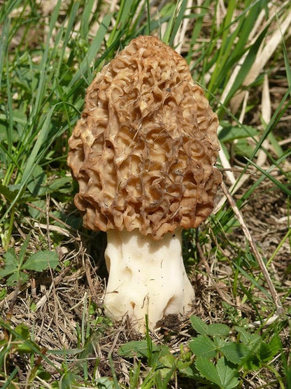 Spores Morel Mushrooms Mycelium Spawn Substrate Seeds Non GMO for Planting