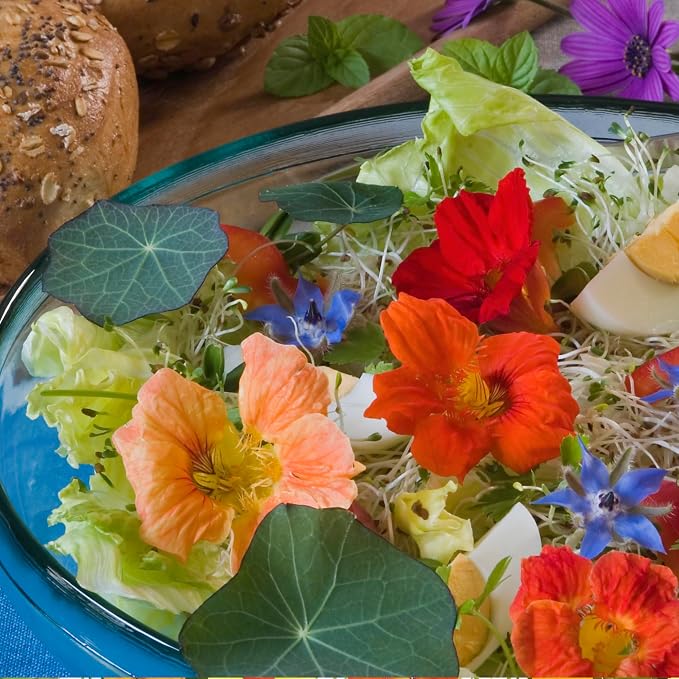 Seed Needs Nasturtium Garden Seeds Variety Pack of 2 Edible Wildflowers
