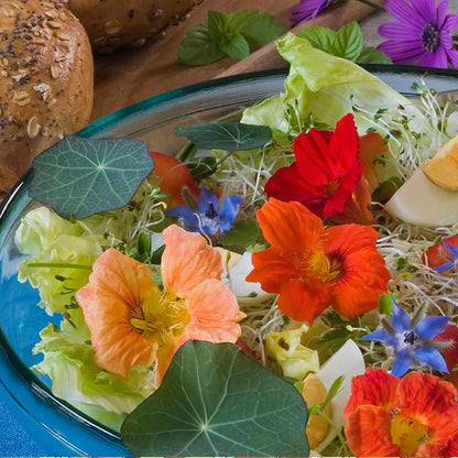 Seed Needs Nasturtium Garden Seeds Variety Pack of 2 Edible Wildflowers