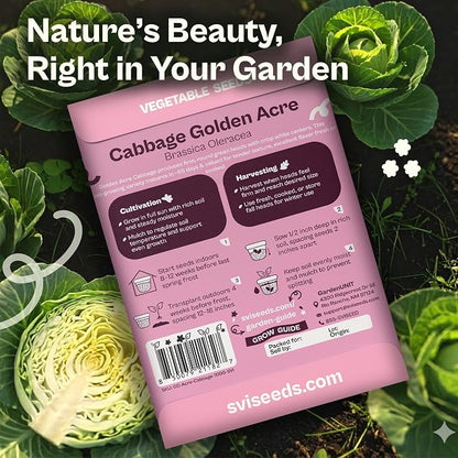 SVI 1000 Golden Acre Cabbage Seeds (Brassica Oleracea) - Green Cabbage, Fast-Growing Heirloom Seed, Non GMO - Great Vegetable Seeds in Seed Packets for Outdoors, Vegetable Garden Beds