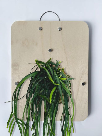 RISEON Mounting Board for Orchids, Aroids, Hoya and Other Climbing Plants, Wood Wall Planter, Vertical Plant Wall Board, Hanging Planter, Staghorn Fern Mount (Nautral beige)