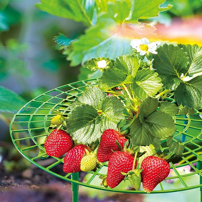 12 Pack Strawberry Supports, strawberry holder plants live for planting,Strawberry Growing Frame,Strawberry Trellis for Keeping Fruit Elevated to Avoid Ground Rot (green-12 pack)