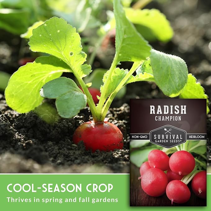 Champion Radish Seeds for Planting – Fast Growing Heirloom for Spring & Fall Gardens – Large Round Red Radishes, White Flesh – Heat & Cool Weather Hardy – Survival Garden Seeds (3 Packs)