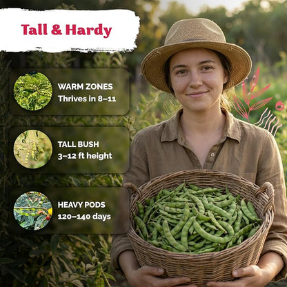 KVITER 30 Guandules Pigeon Peas Seeds for Planting (Cajanus Cajan) – a.k.a Gandules Goya, Gungo Peas, Congo Pea Non GMO – Heirloom Vegetable Seeds to Plant in Outdoor Garden & Trellises