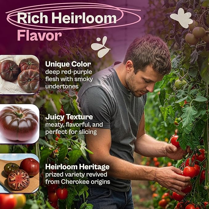 SVI 125 Cherokee Purple Tomato Seeds (Solanum Lycopersicum) - Purple Cherokee Tomato Seed Packets - Heirloom Tomatoes Vegetable Seeds for Outdoor Garden Beds, Greenhouses, Containers