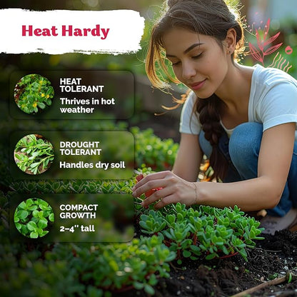 KVITER 250 Purslane Seeds (Portulaca Oleracea Sativa) - Green Purslane, Edible, Heat Tolerant Greens, Non GMO, Heirloom Seed - Herb Seeds in Seed Packets for Containers, Gardens, Indoors and Outdoors