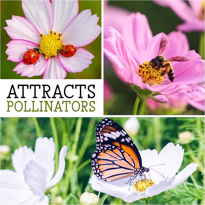 Seed Needs Cosmos Seeds Variety Pack of 8 Flowers for a Butterfly Garden