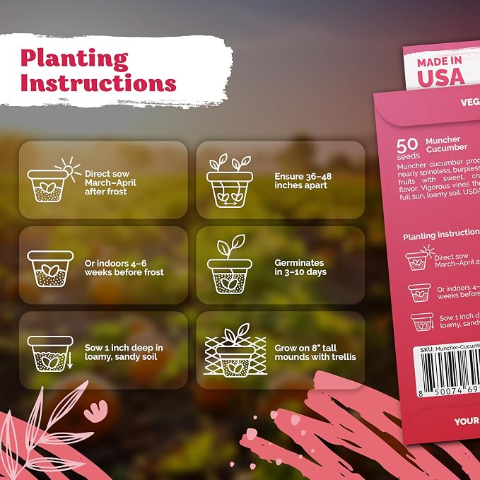 KVITER 50 Muncher Cucumber Seeds (Cucumis sativus) – Burpless & Seedless Cucumber, Non GMO & Heirloom Cucumbers – Vegetable Seeds for Planting Outdoors in Home Garden & Containers