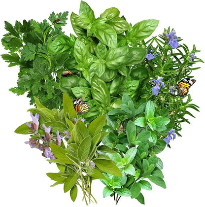 Seed Needs Italian Herb Seeds Variety Pack of 5 Rosemary Basil Sage & More