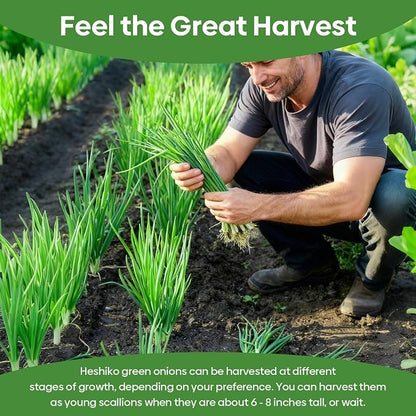 Groundio Heshiko Japanese Bunching Green Onion Seeds, Non-GMO Heirloom, Mild Flavor Scallions for Cooking, High Yield Kitchen Garden Indoors & Outdoors (Allium fistulosum)